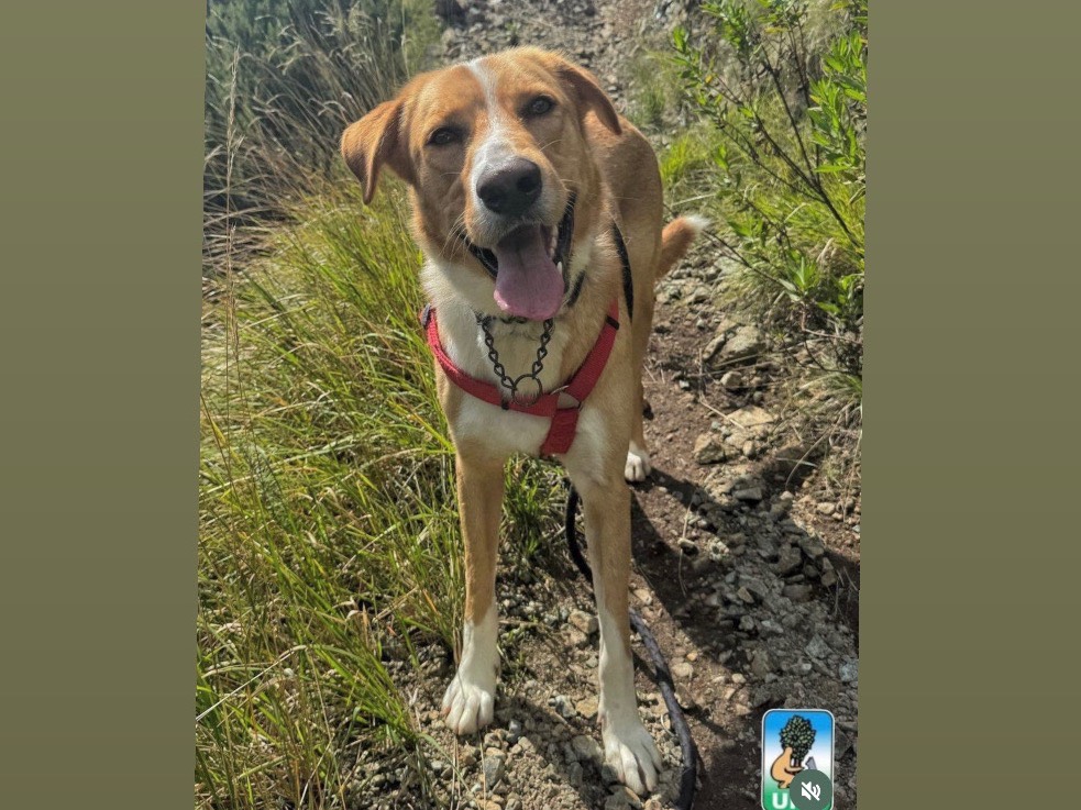 Adozione cane, maschio, Razza sconosciuta Razza sconosciuta, 3 anni e 4 mesi, taglia grande, Genova