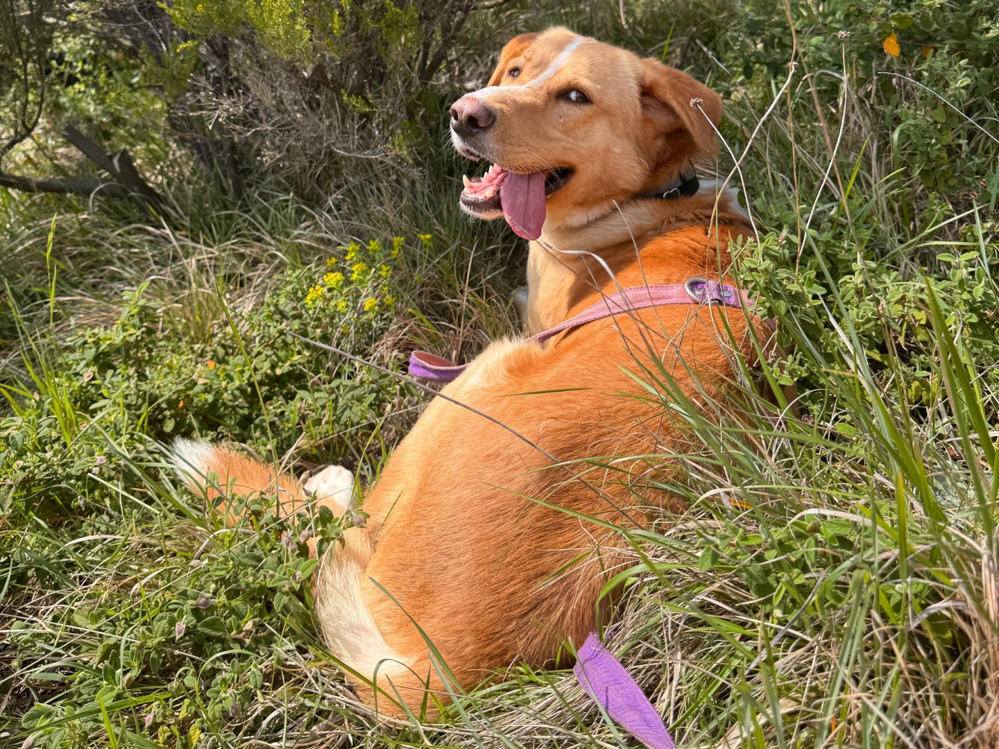 Adotta un cane, maschio, 3 anni e 4 mesi, Genova