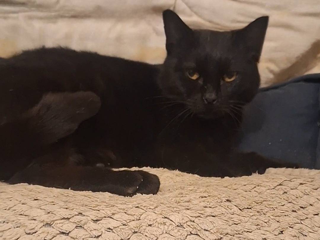 Adozione gatto, femmina, Razza sconosciuta Razza sconosciuta, 4 anni e 11 mesi, taglia non valida, Potenza