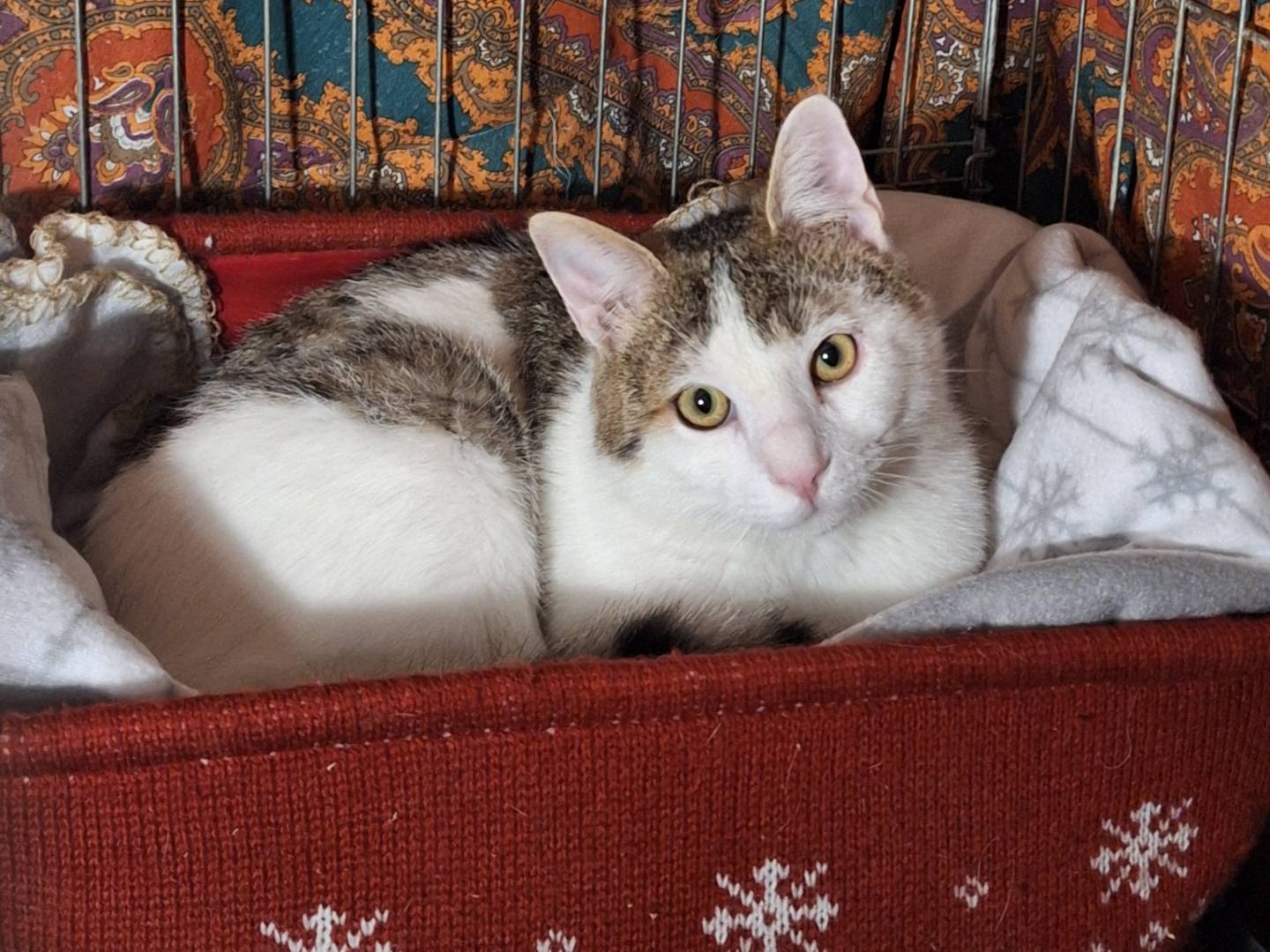 Adozione gatto, maschio, Razza sconosciuta Razza sconosciuta, 1 anno e 2 mesi, taglia non valida, Potenza