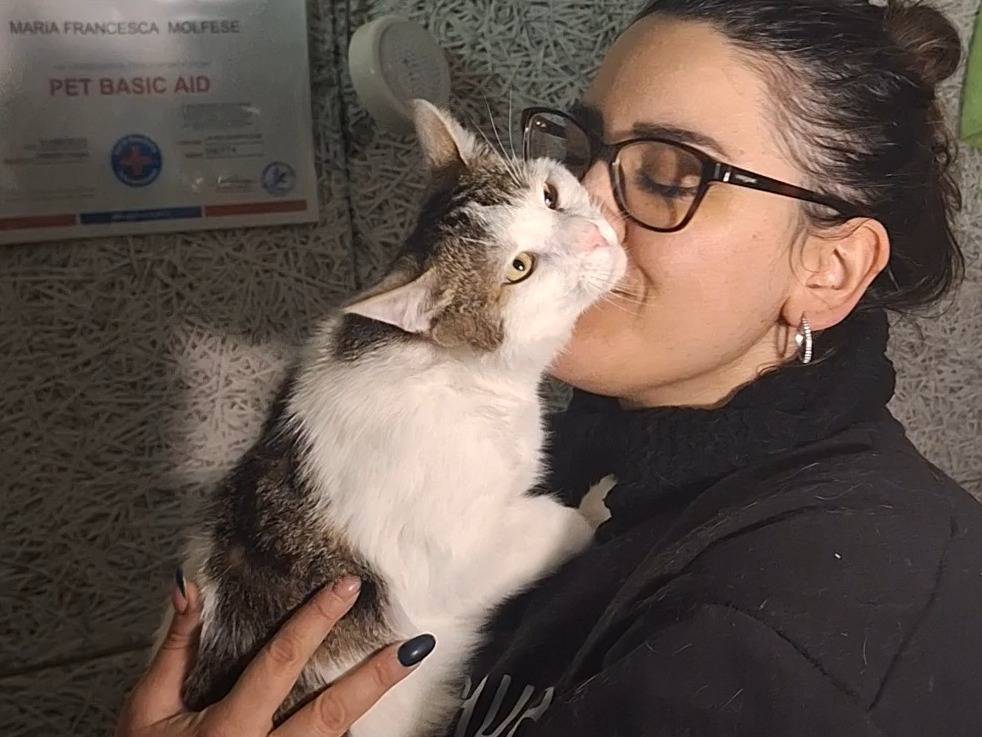 Adotta un gatto, maschio, 1 anno e 2 mesi, Potenza