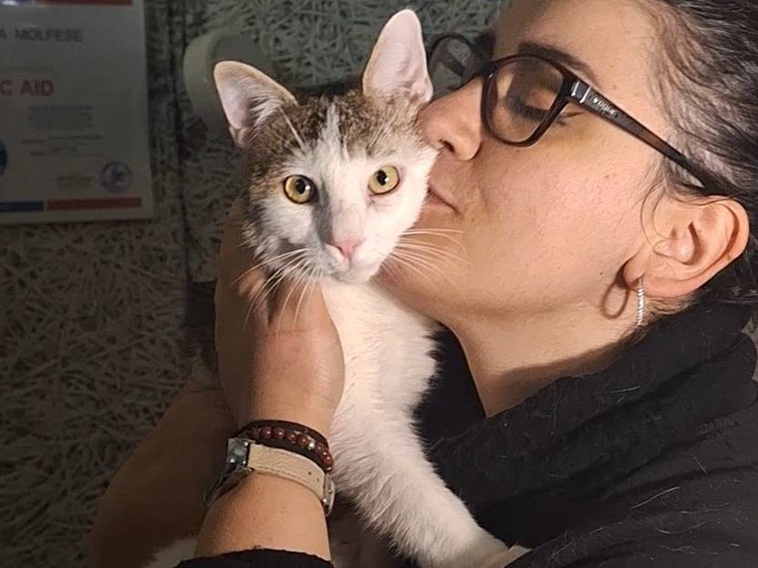 Adotta un gatto, taglia non valida, maschio, Potenza