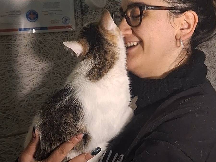 Vuoi adottare un gatto a Potenza?