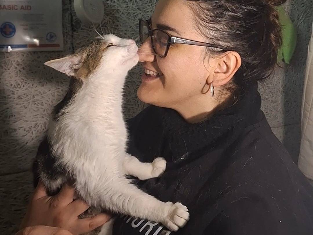 Adotta il gatto Milo a Potenza