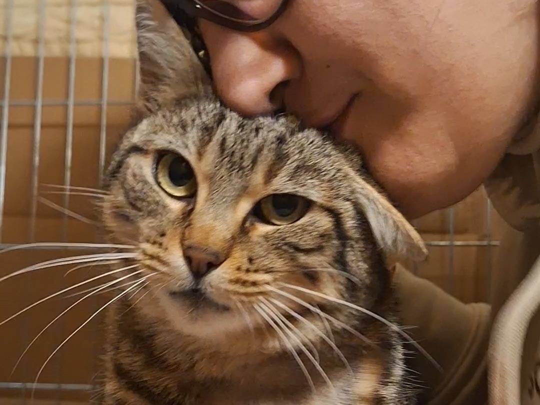 Adotta il gatto Chiacchierona a Potenza