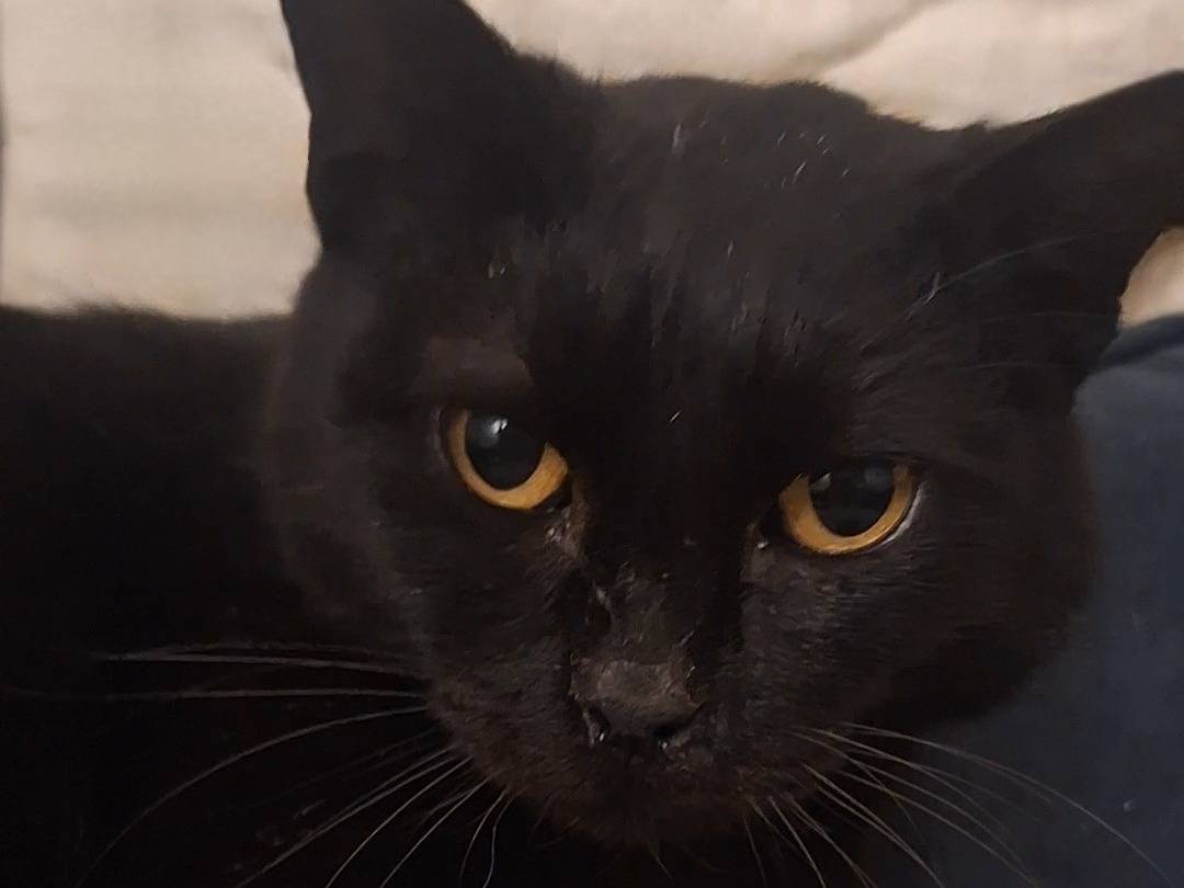 Adotta un gatto, femmina, 4 anni e 11 mesi, Potenza