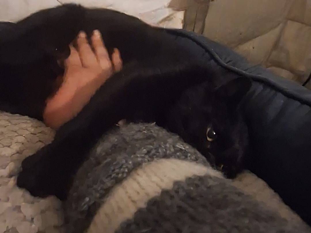 Adotta un gatto, taglia non valida, femmina, Potenza