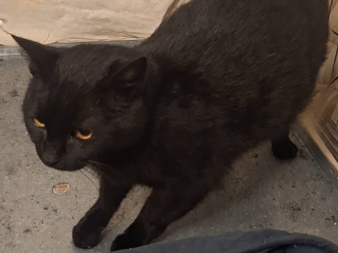 Vuoi adottare un gatto a Potenza?