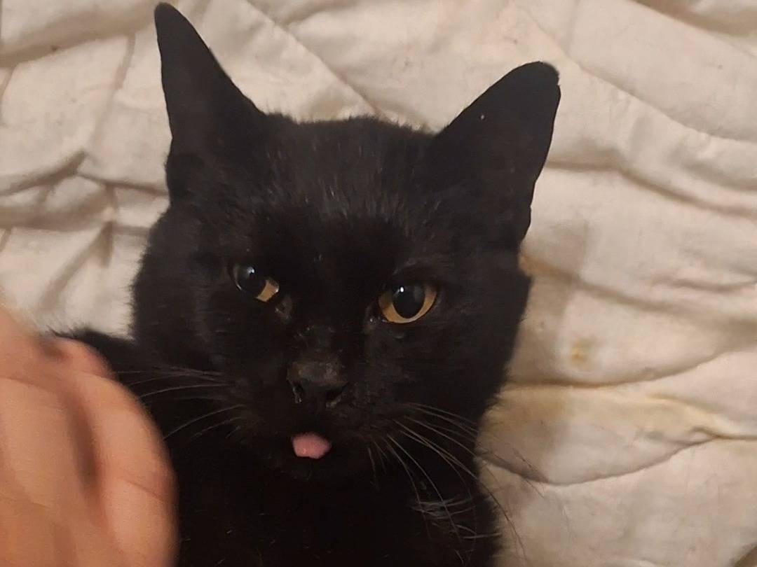 Adotta il gatto Nicla a Potenza