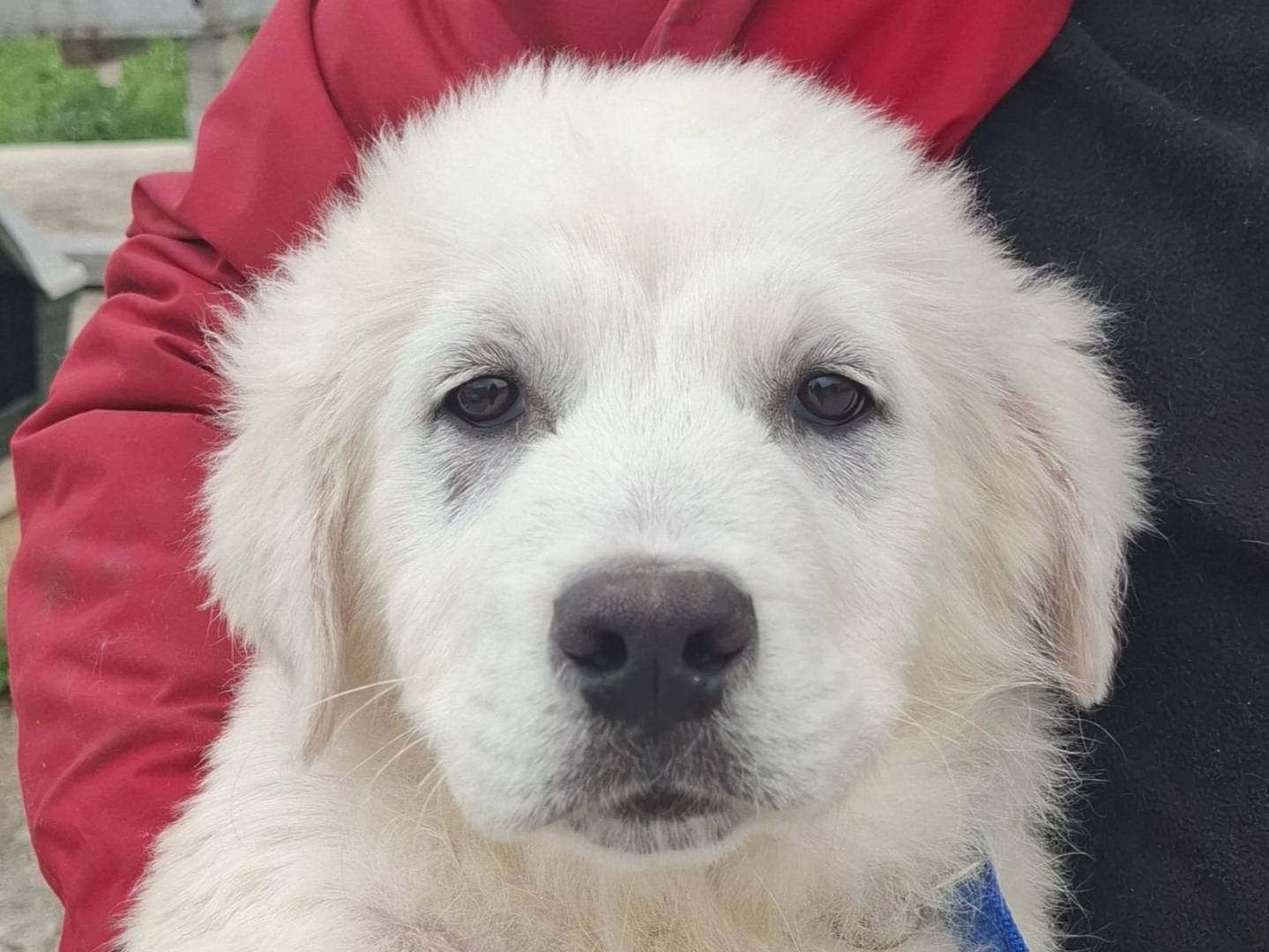 Adozione cane, maschio, Razza sconosciuta Razza sconosciuta, 3 mesi, taglia grande, Genova