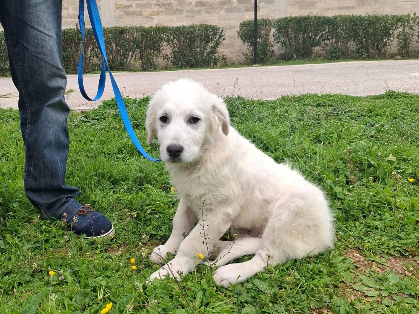 Adotta un cane, maschio, 3 mesi, Genova
