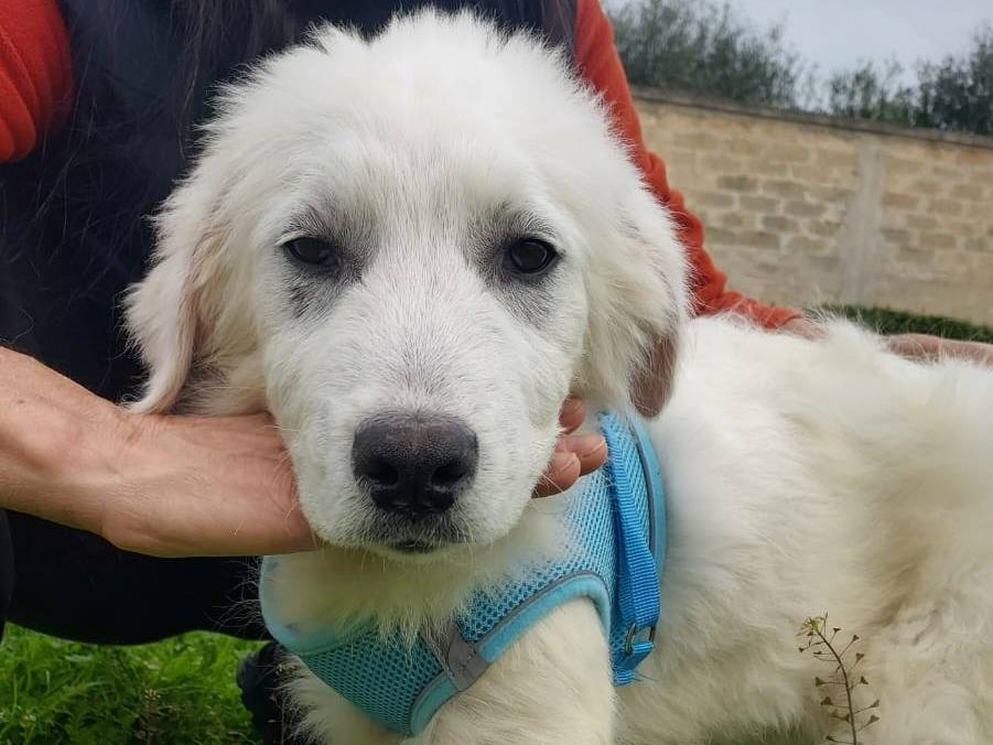 Adotta un cane, taglia grande, maschio, Genova