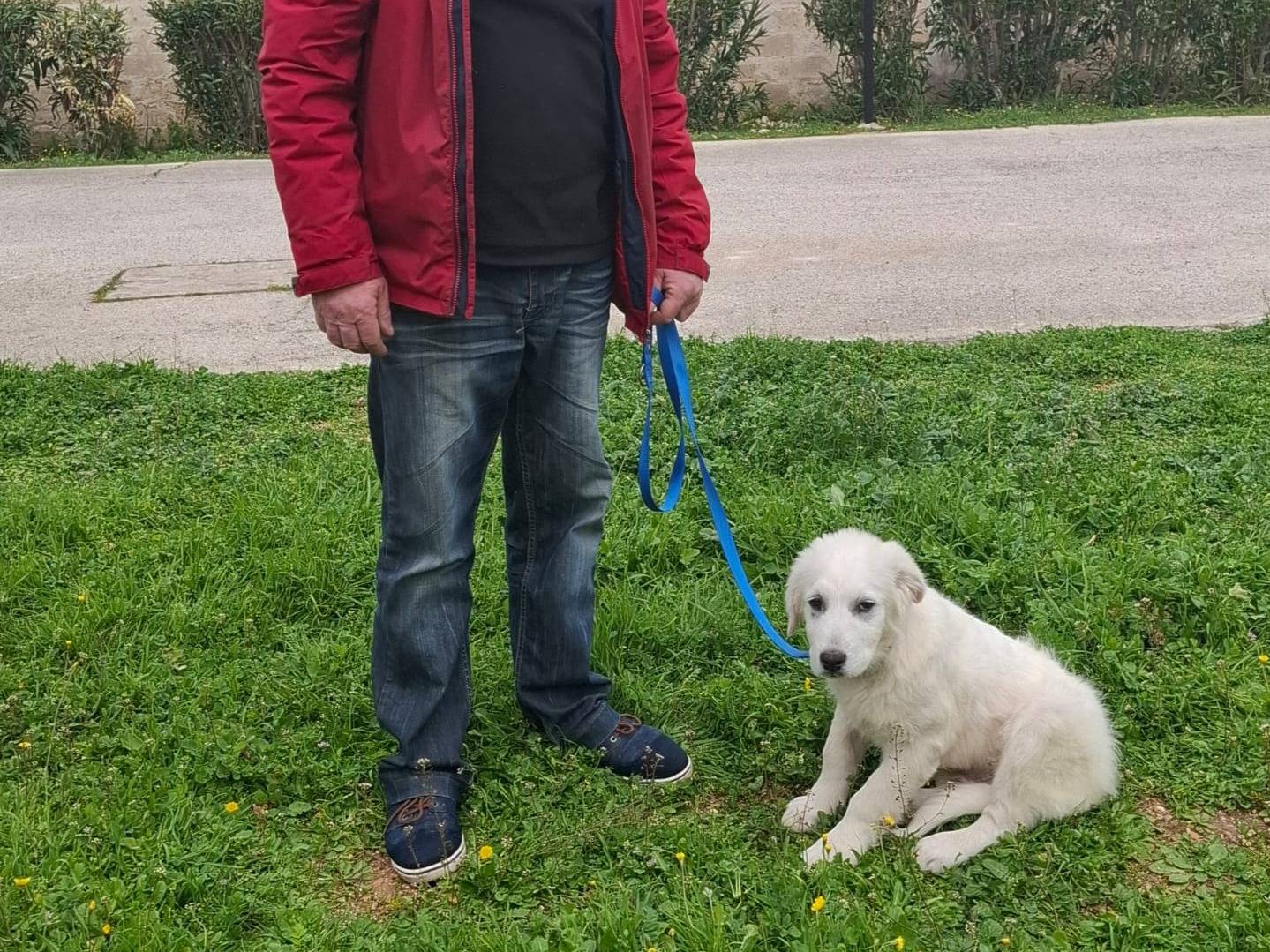 Vuoi adottare un cane a Genova?