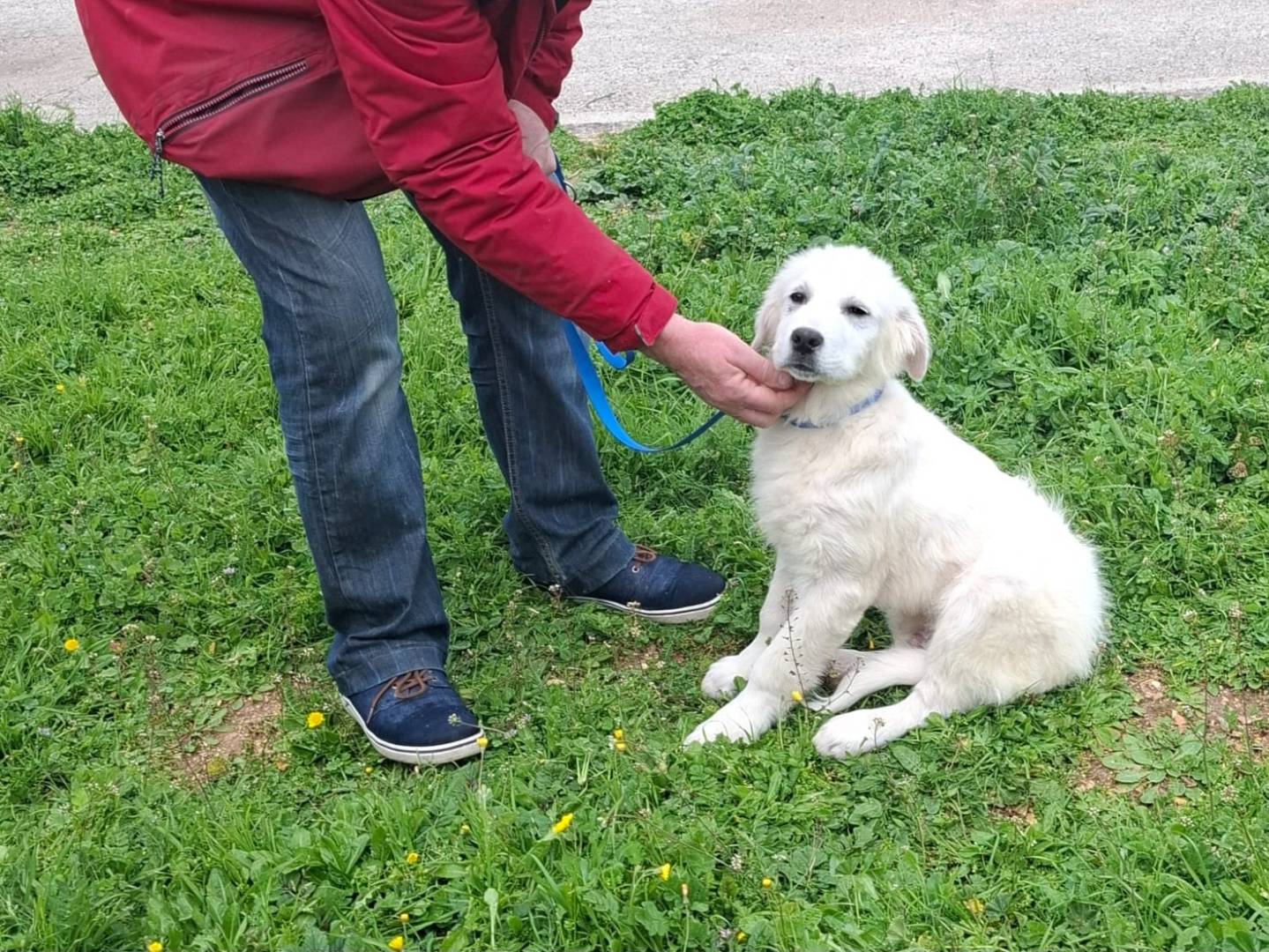 Adotta il cane Sisma a Genova