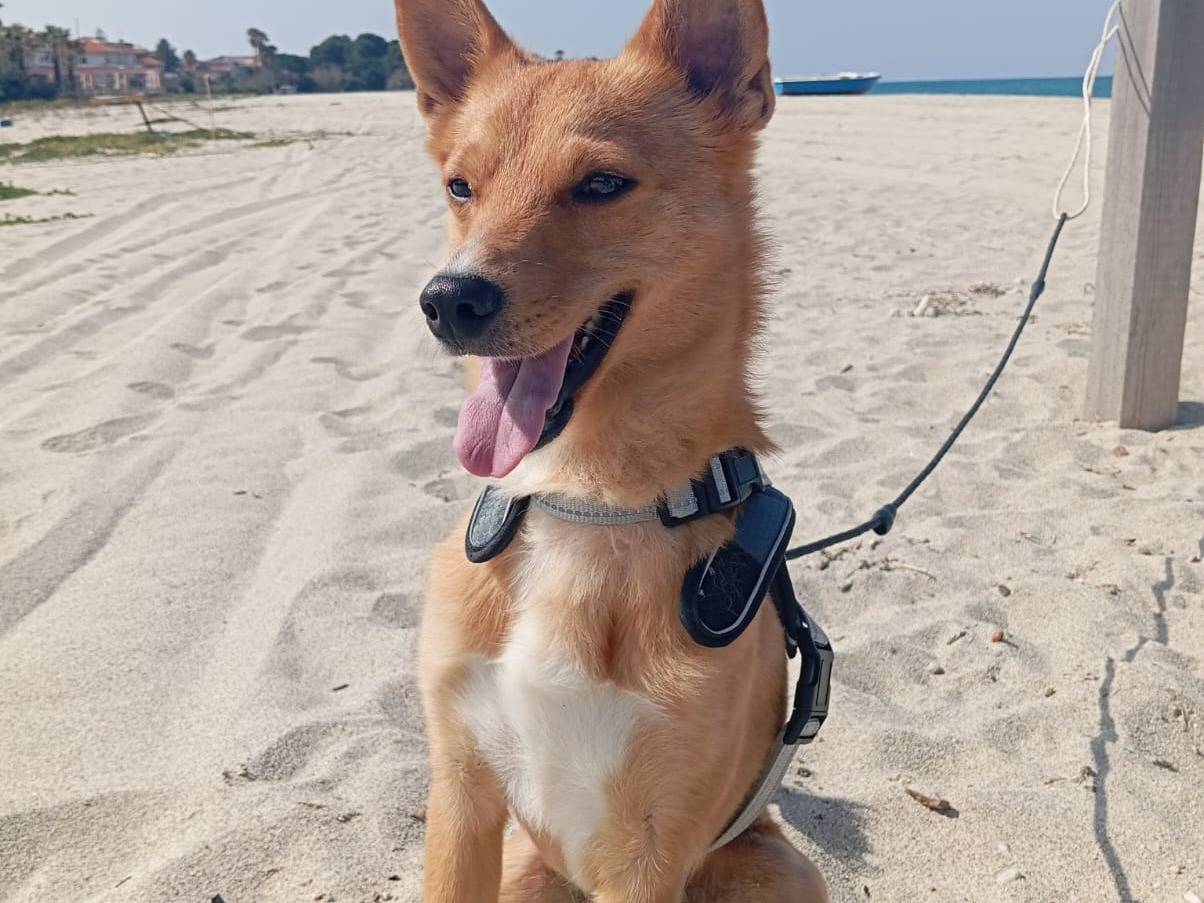 Adotta un cane, maschio, 1 anno, Bologna