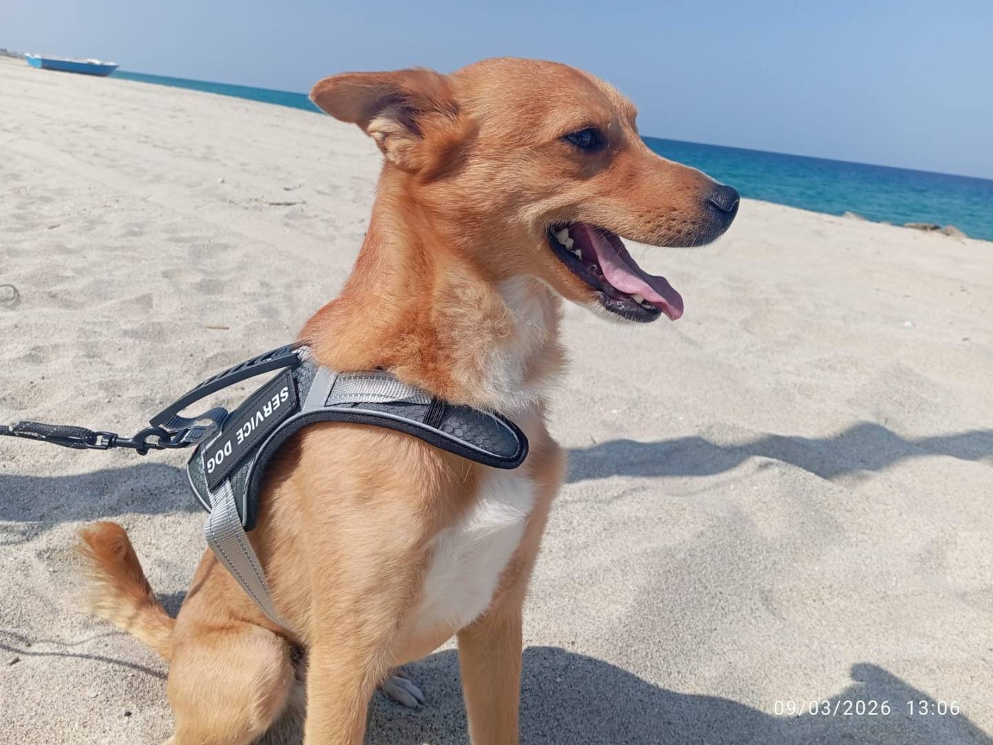 Adotta un cane, taglia piccola, maschio, Bologna