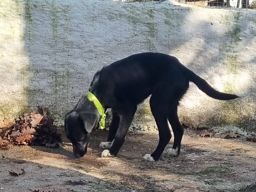 Vuoi adottare un cane a Milano?