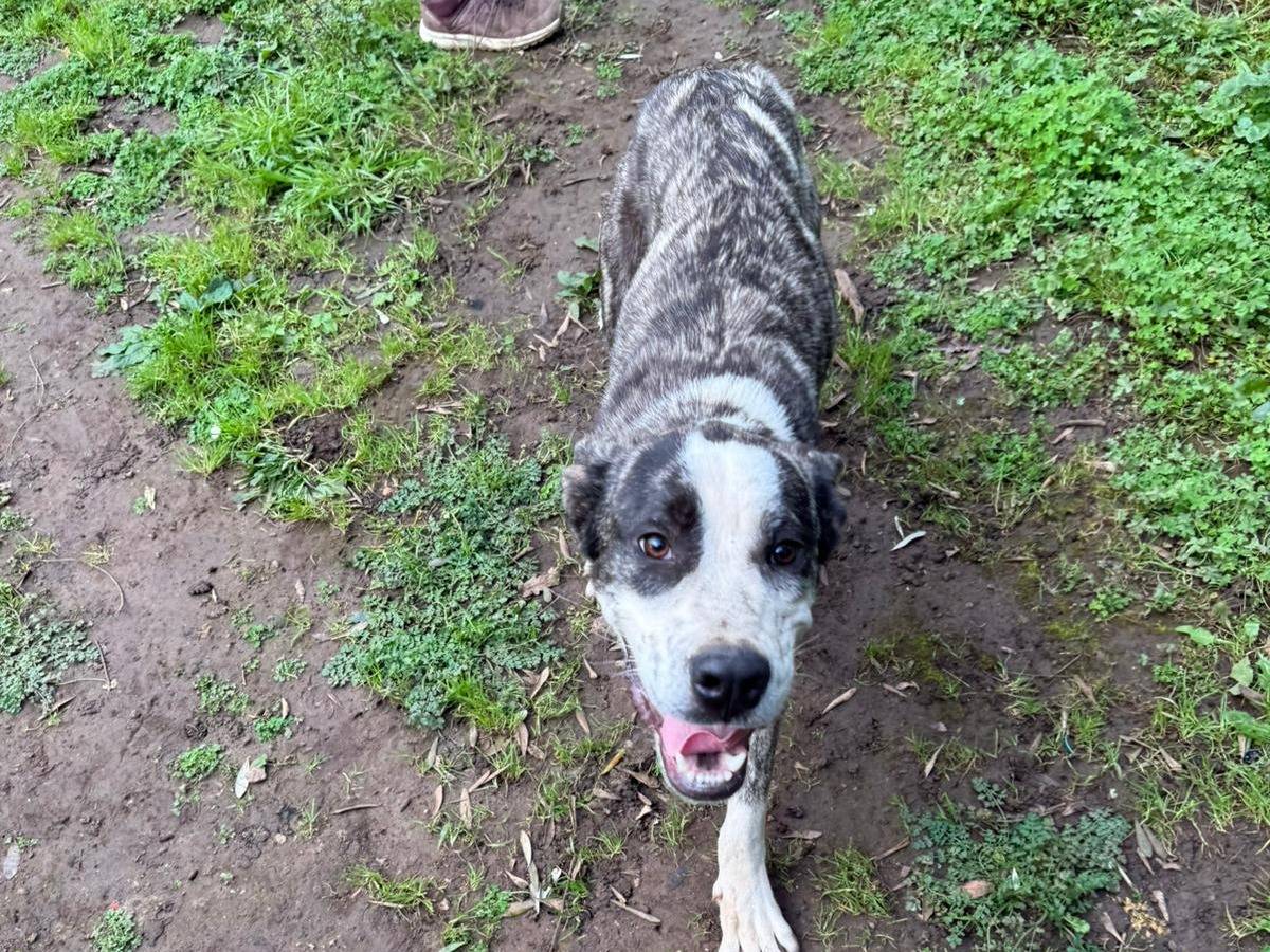 Vuoi adottare un cane a Firenze?