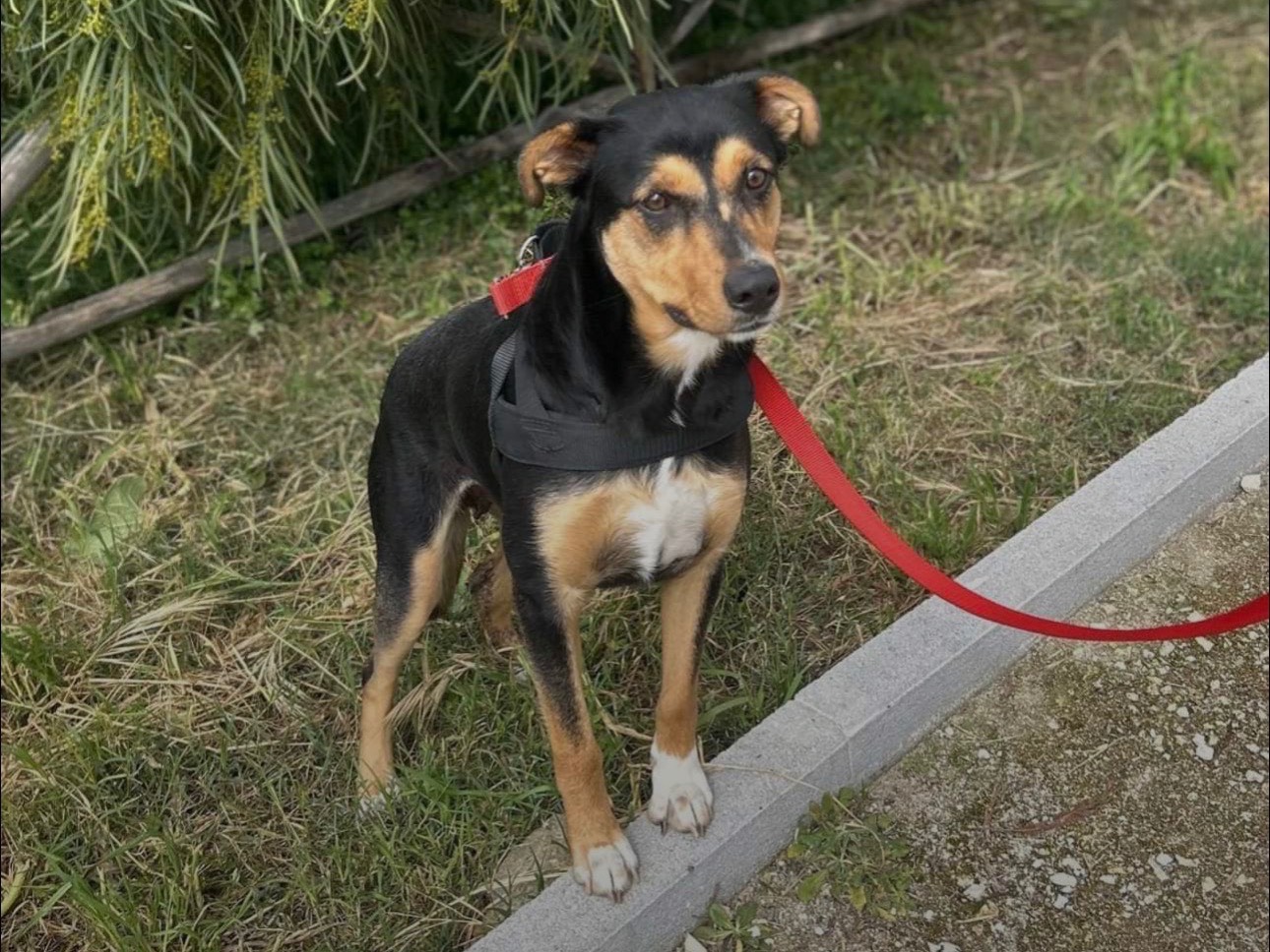 Adozione cane, femmina, Razza sconosciuta Razza sconosciuta, 2 anni, taglia media, Siracusa