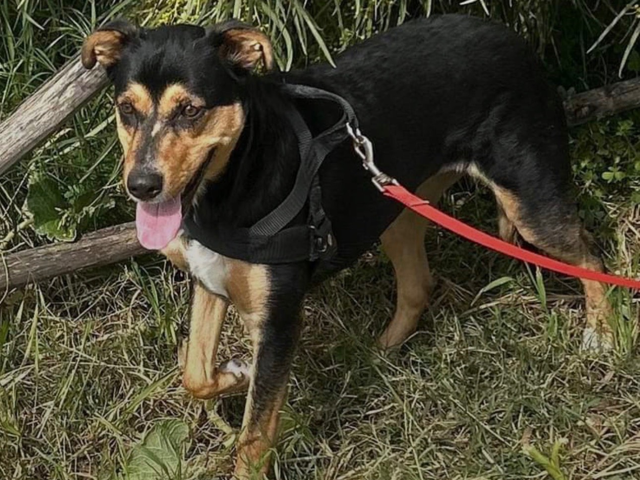 Adotta un cane, femmina, 2 anni, Siracusa