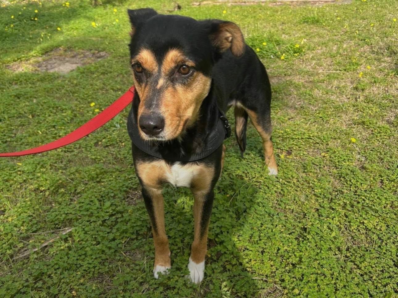 Vuoi adottare un cane a Siracusa?