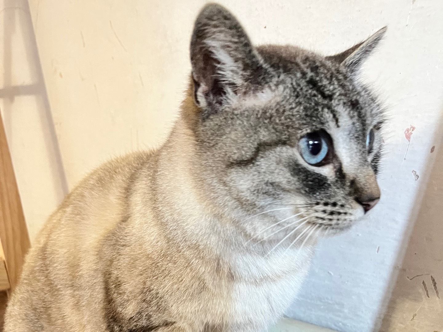 Adozione gatto, femmina, Razza sconosciuta Razza sconosciuta, 5 anni, taglia non valida, Padova