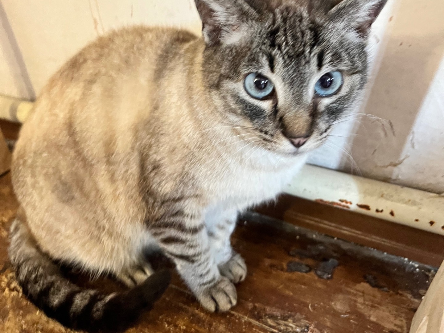 Adotta un gatto, femmina, 5 anni, Padova