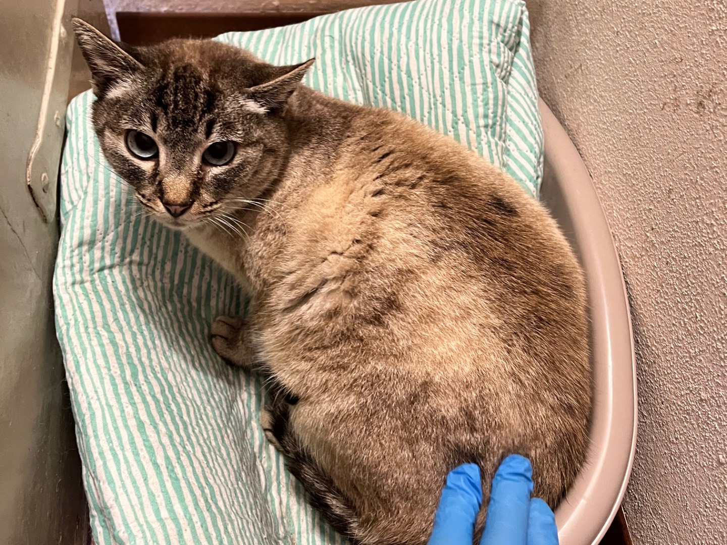 Adotta un gatto, taglia non valida, femmina, Padova