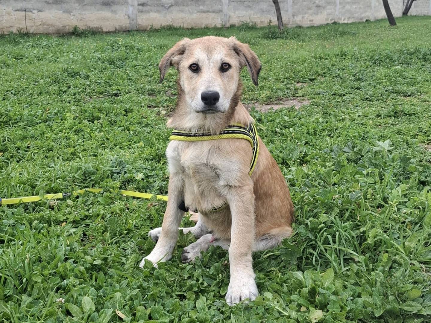 Adozione cane, maschio, Razza sconosciuta Razza sconosciuta, 3 mesi, taglia grande, Padova