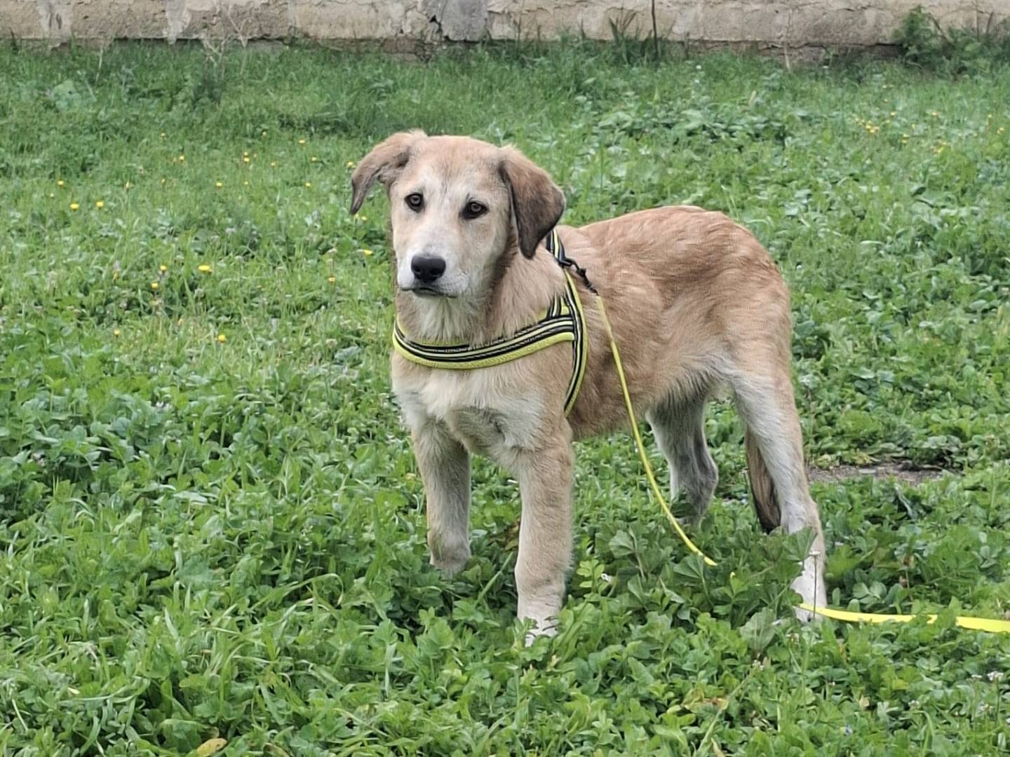Adotta un cane, maschio, 3 mesi, Padova