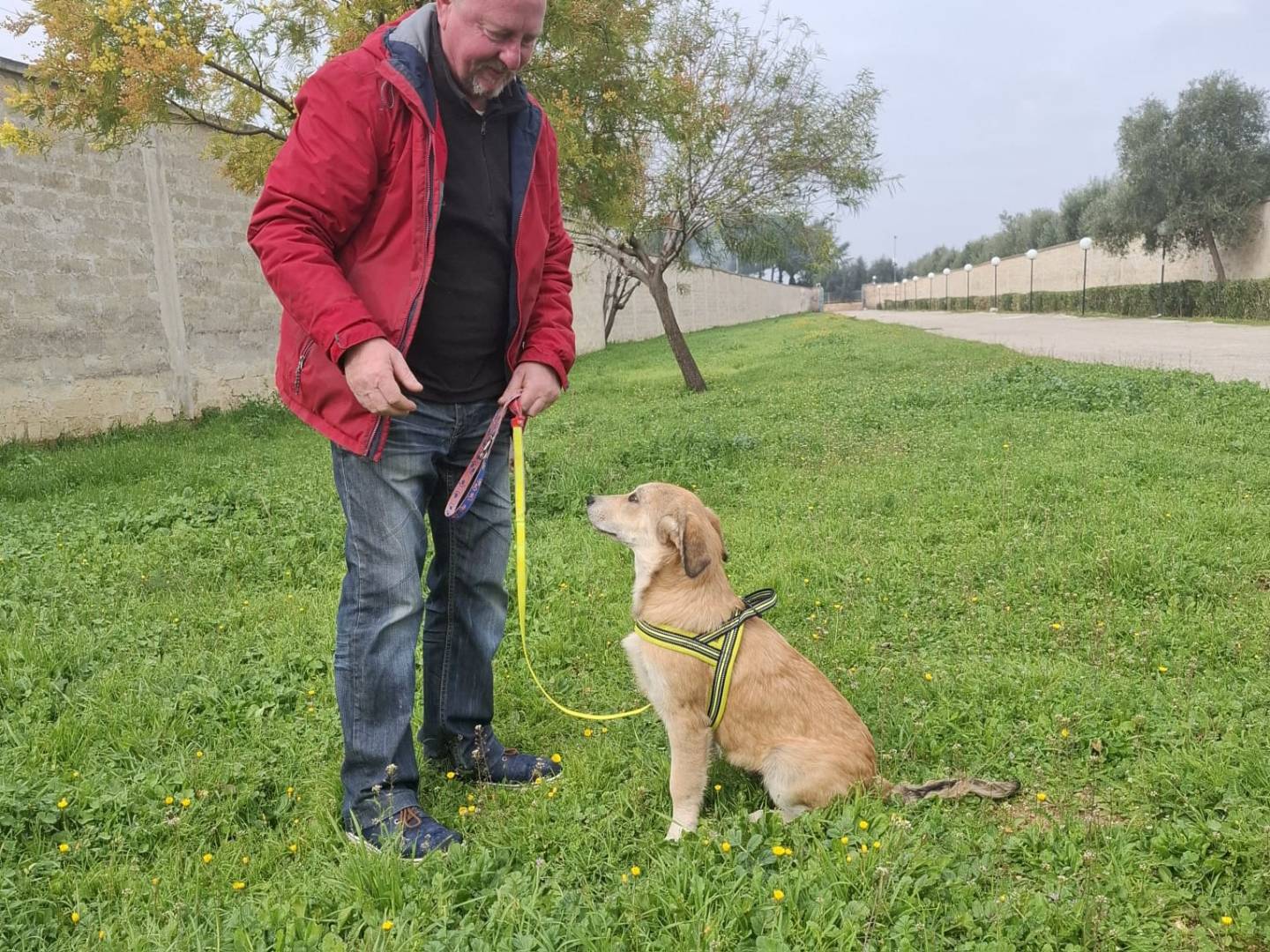 Adotta un cane, taglia grande, maschio, Padova