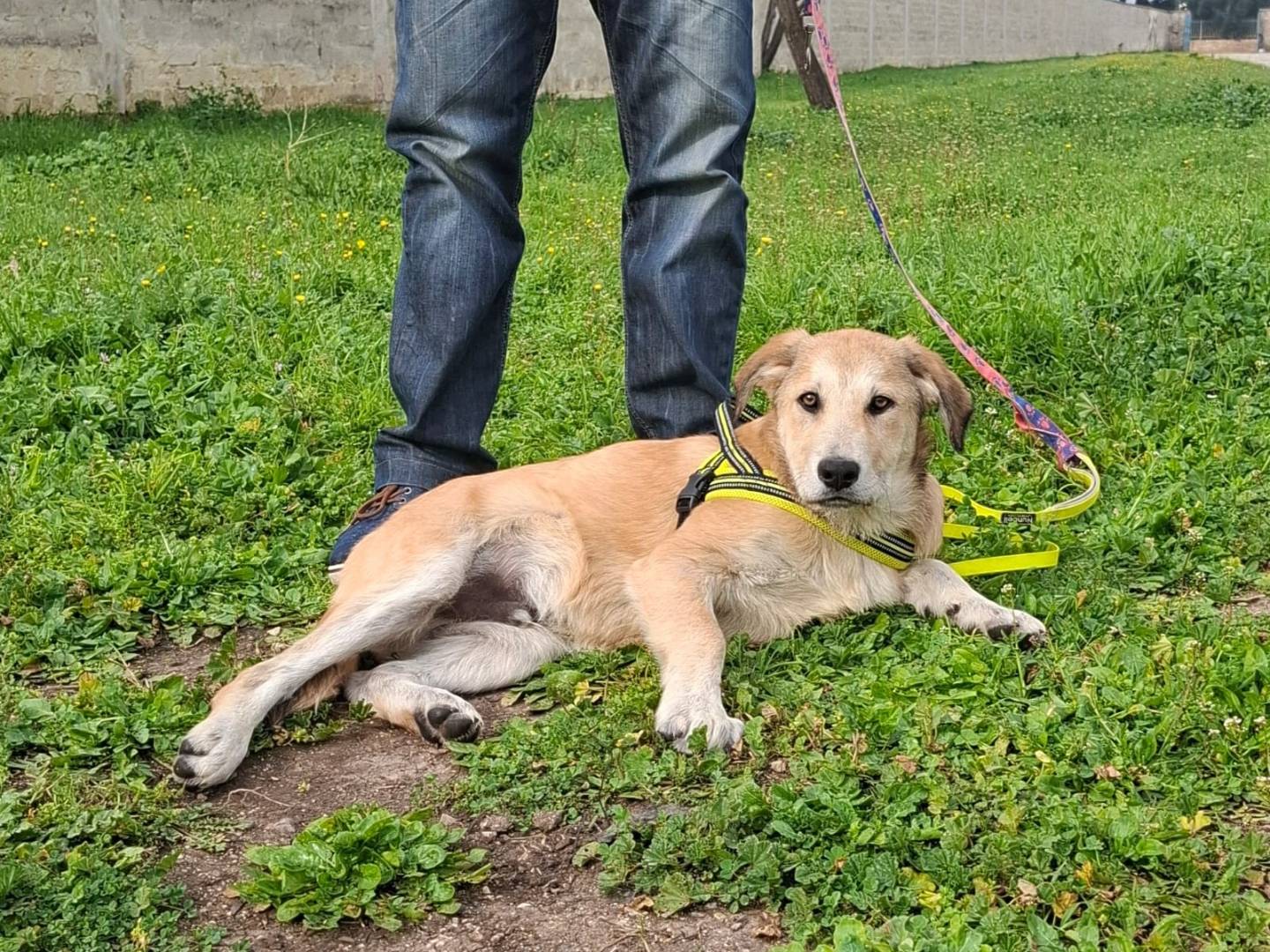 Vuoi adottare un cane a Padova?