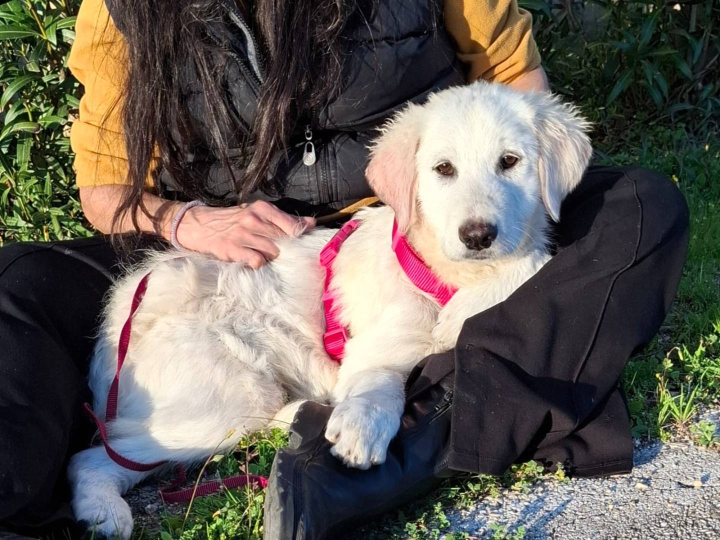 Adotta il cane Lava a Pescara