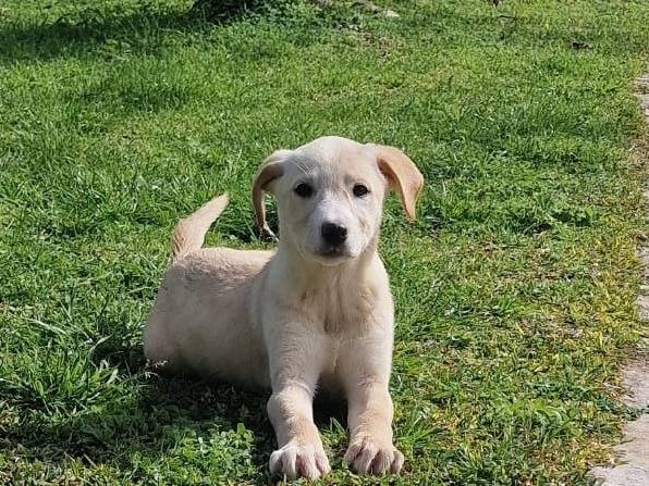 Adozione cane, femmina, Razza sconosciuta Razza sconosciuta, 3 mesi, taglia media, Siracusa