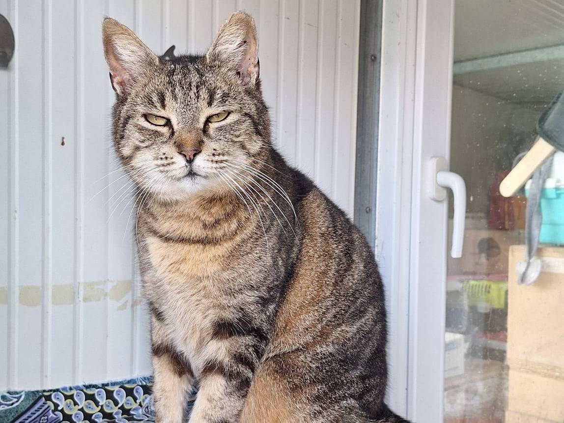 Adotta un gatto, maschio, 5 anni, Bologna