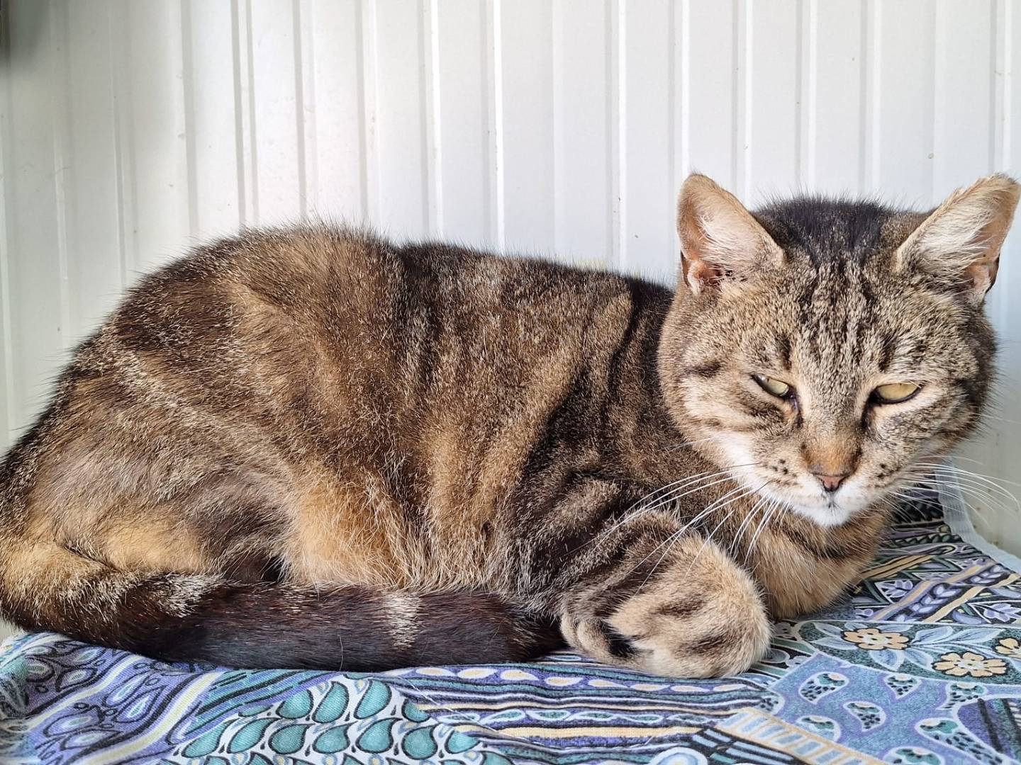 Adotta un gatto, taglia non valida, maschio, Bologna