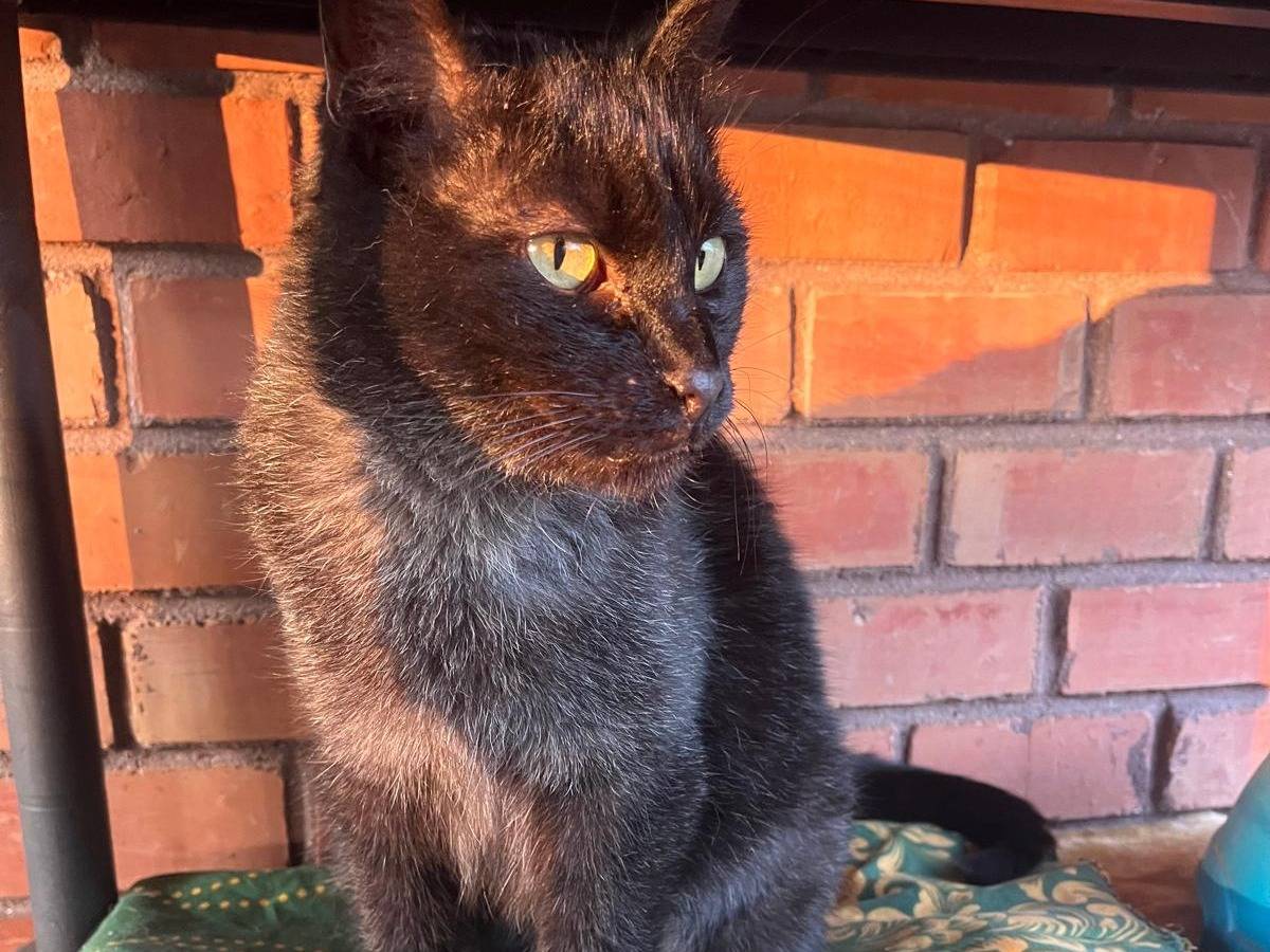 Adozione gatto, femmina, Razza sconosciuta Razza sconosciuta, 9 anni e 6 mesi, taglia non valida, Bologna