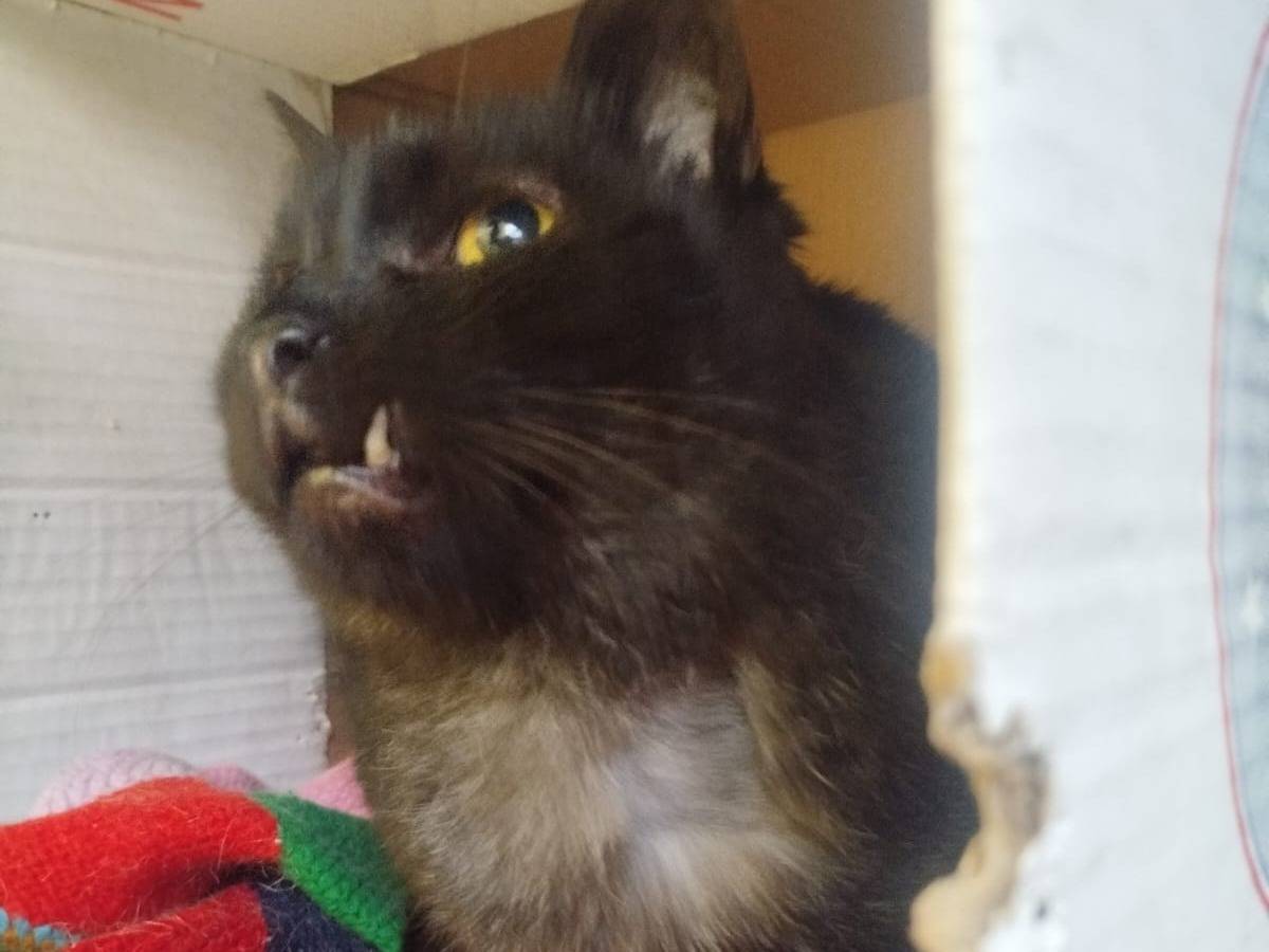 Adotta un gatto, taglia non valida, femmina, Bologna