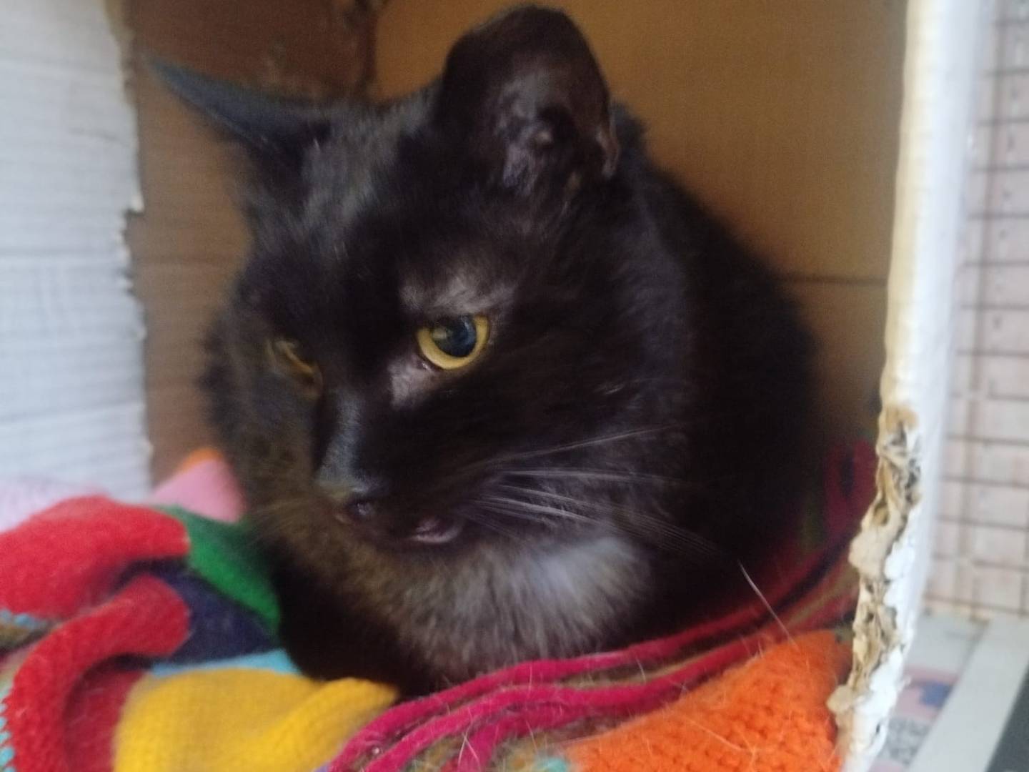 Vuoi adottare un gatto a Bologna?