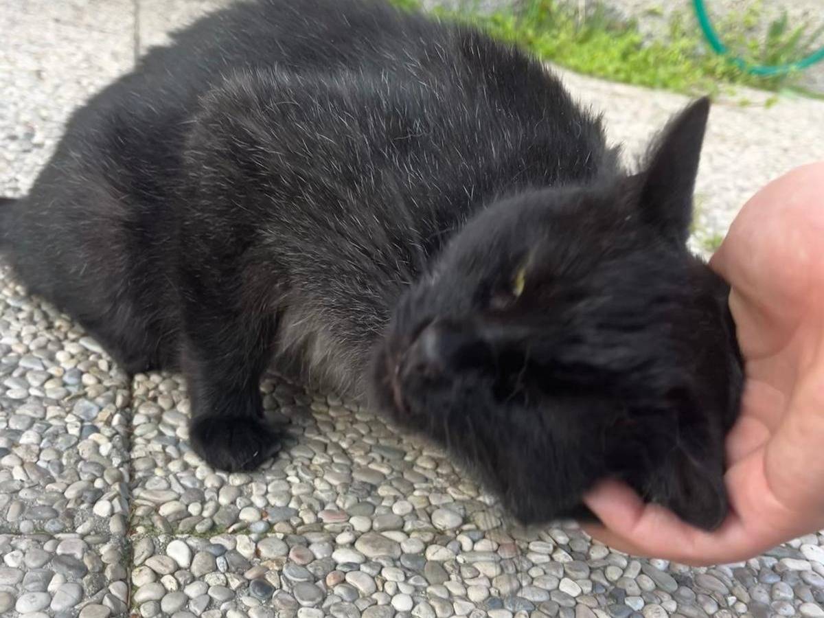 Adotta il gatto Luna a Bologna