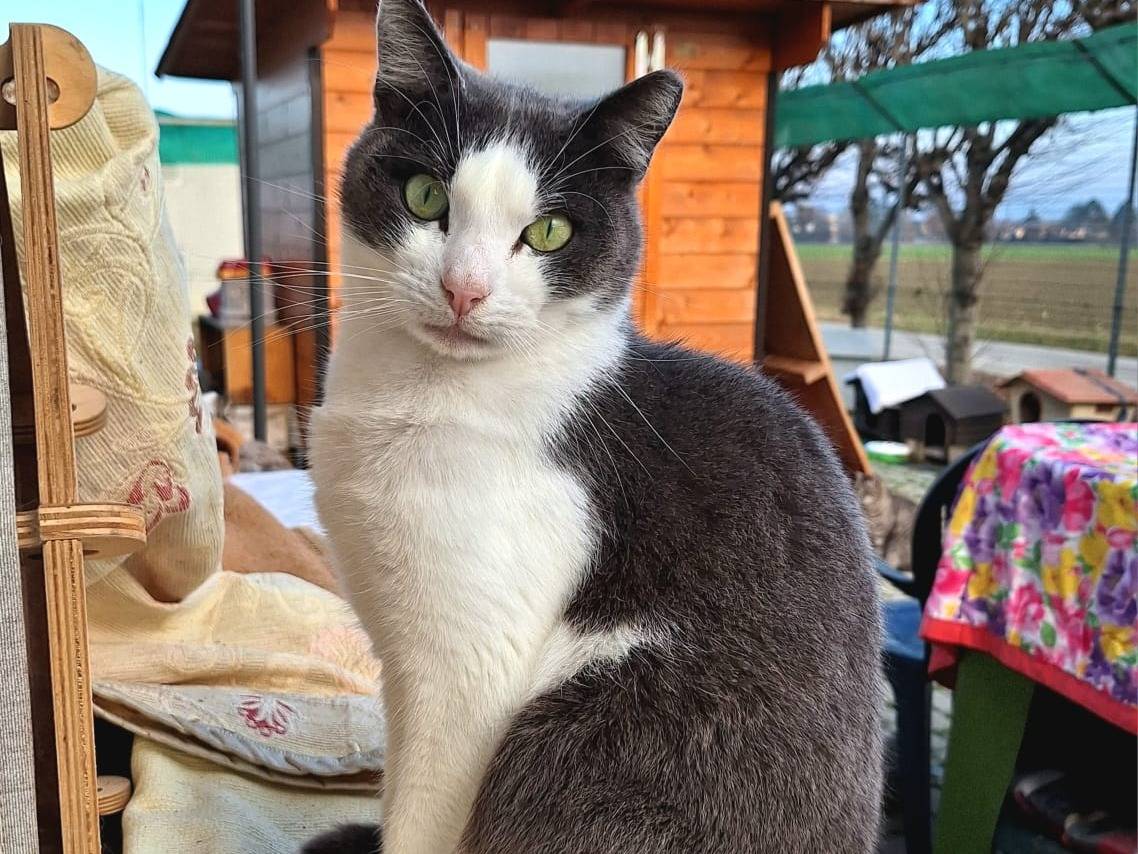 Adozione gatto, maschio, Razza sconosciuta Razza sconosciuta, 1 anno e 2 mesi, taglia non valida, Bologna