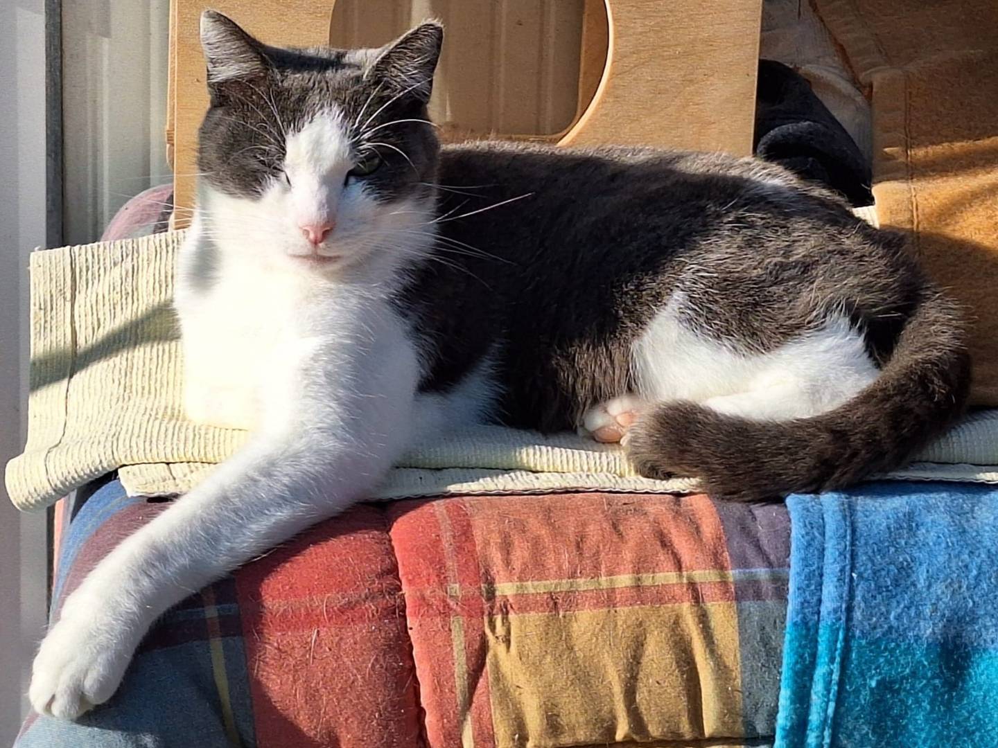 Adotta un gatto, maschio, 1 anno e 2 mesi, Bologna