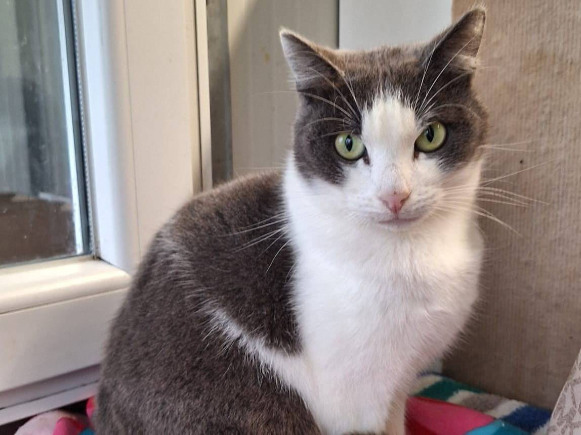 Adotta un gatto, taglia non valida, maschio, Bologna