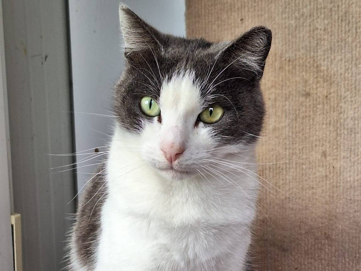 Vuoi adottare un gatto a Bologna?