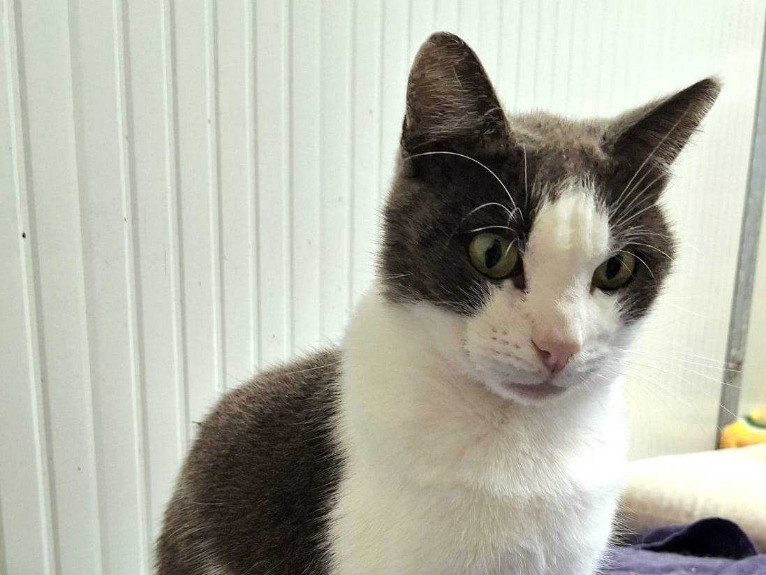 Adotta il gatto Pongo a Bologna