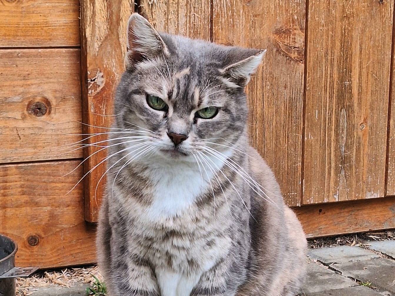 Adozione gatto, femmina, Razza sconosciuta Razza sconosciuta, 4 anni, taglia non valida, Bologna