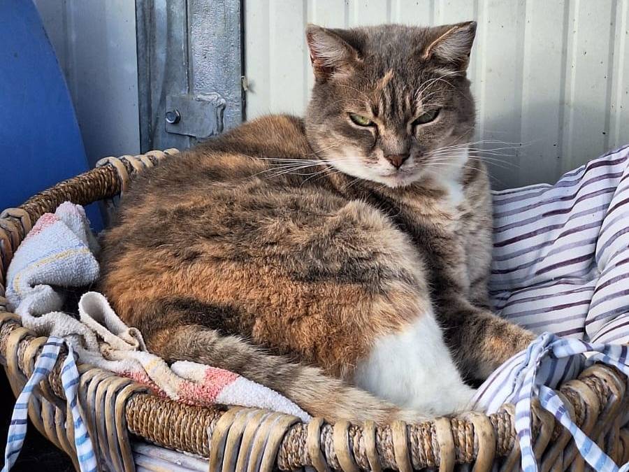 Adotta un gatto, femmina, 4 anni, Bologna