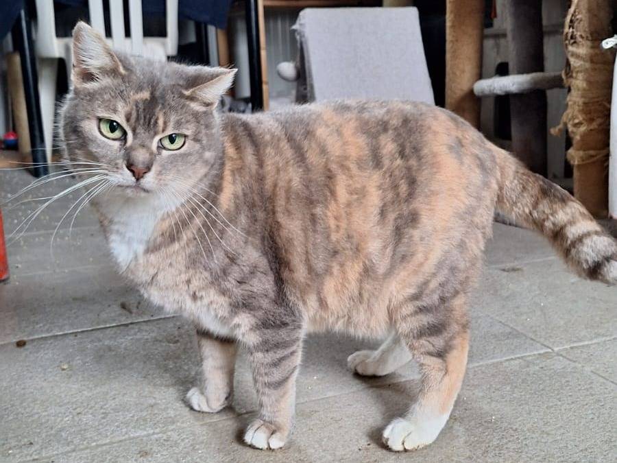 Adotta un gatto, taglia non valida, femmina, Bologna