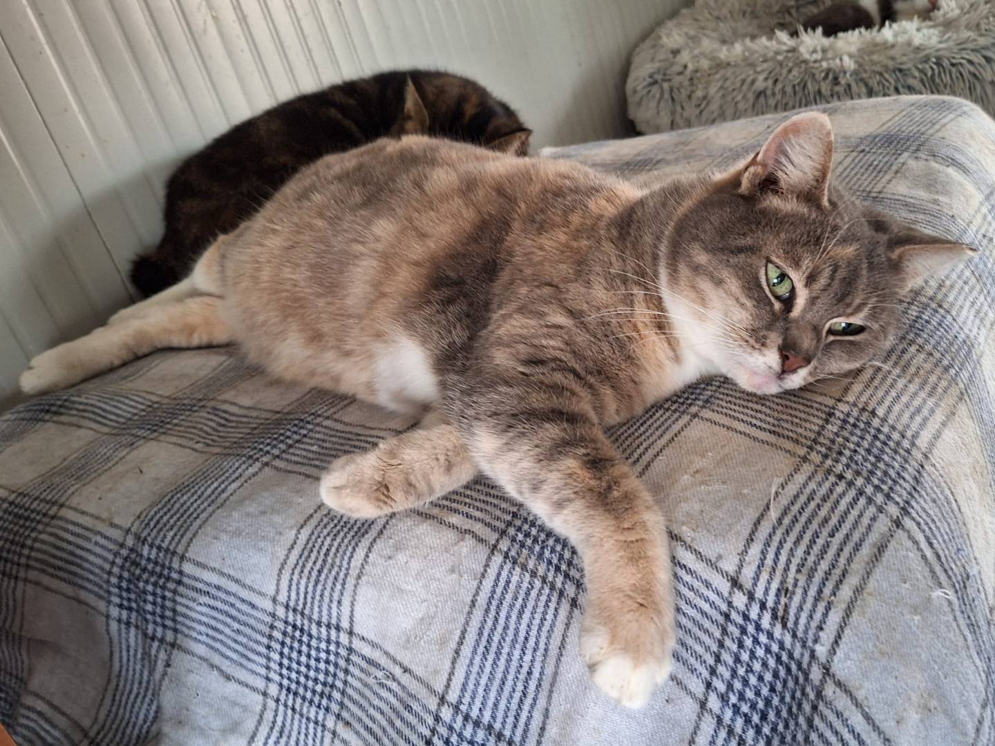 Vuoi adottare un gatto a Bologna?