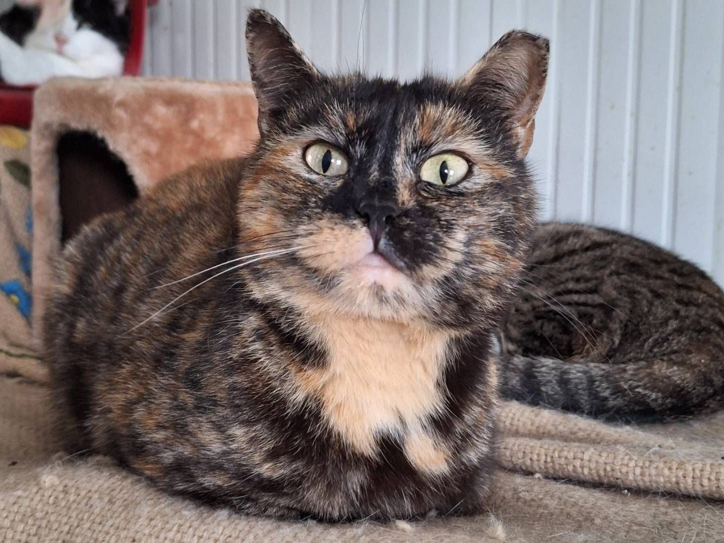 Adotta il gatto Gilda a Bologna